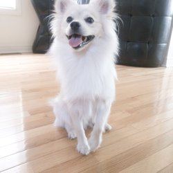 Crowned Canines Dog Grooming Spa & Boutique - Before and after.