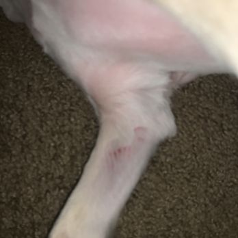 PetSmart - Cut from clippers - Pet Training Near Me - Fresno, California