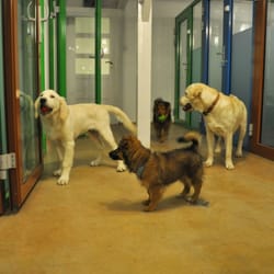 Psoteria - Hotel dla zwierząt Psoteria k. Warszawy | Psoteria pet hotel near Warsaw