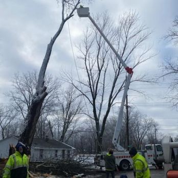 BAM Tree Service - Tree Services Near Me BAM Tree Service - Tree Services Near Me