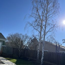 Trimmed birch trees and Japanese maple tree. Trimmed birch trees and Japanese maple tree.