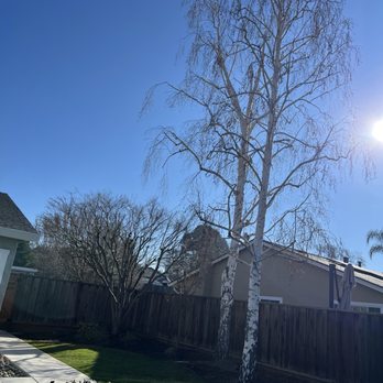 JMV Tree Service - Trimmed birch trees and Japanese maple tree. - Tree Services Near Me - Hayward, California