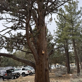 Big Bear Discovery Center - A tiny bird feeder - Hiking Near Me - Fawnskin, California Big Bear Discovery Center - A tiny bird feeder - Hiking Near Me - Fawnskin, California