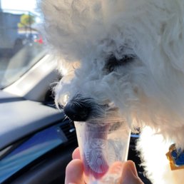Sushi enjoying his Pupuccino Time. Sushi enjoying his Pupuccino Time.