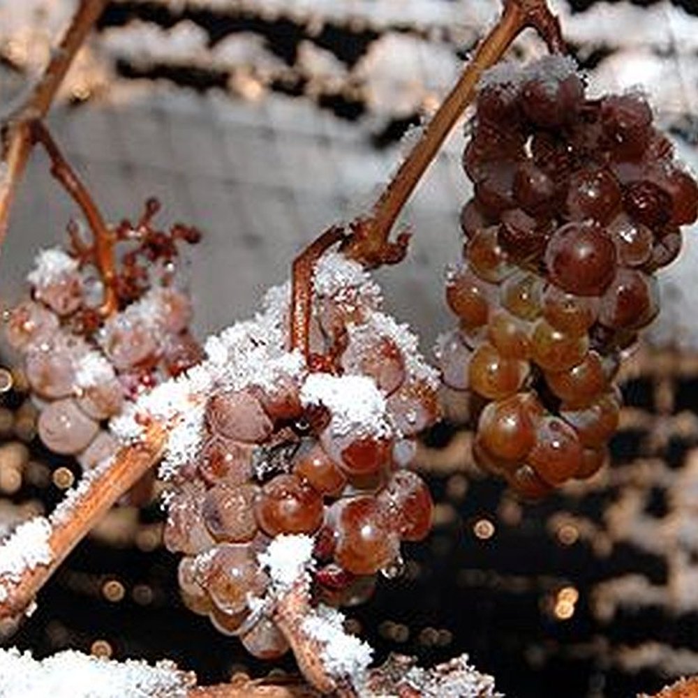 Chez Axel French Restaurant - Icy grapes for Eiswein. - French Near Me - Albuquerque, New Mexico