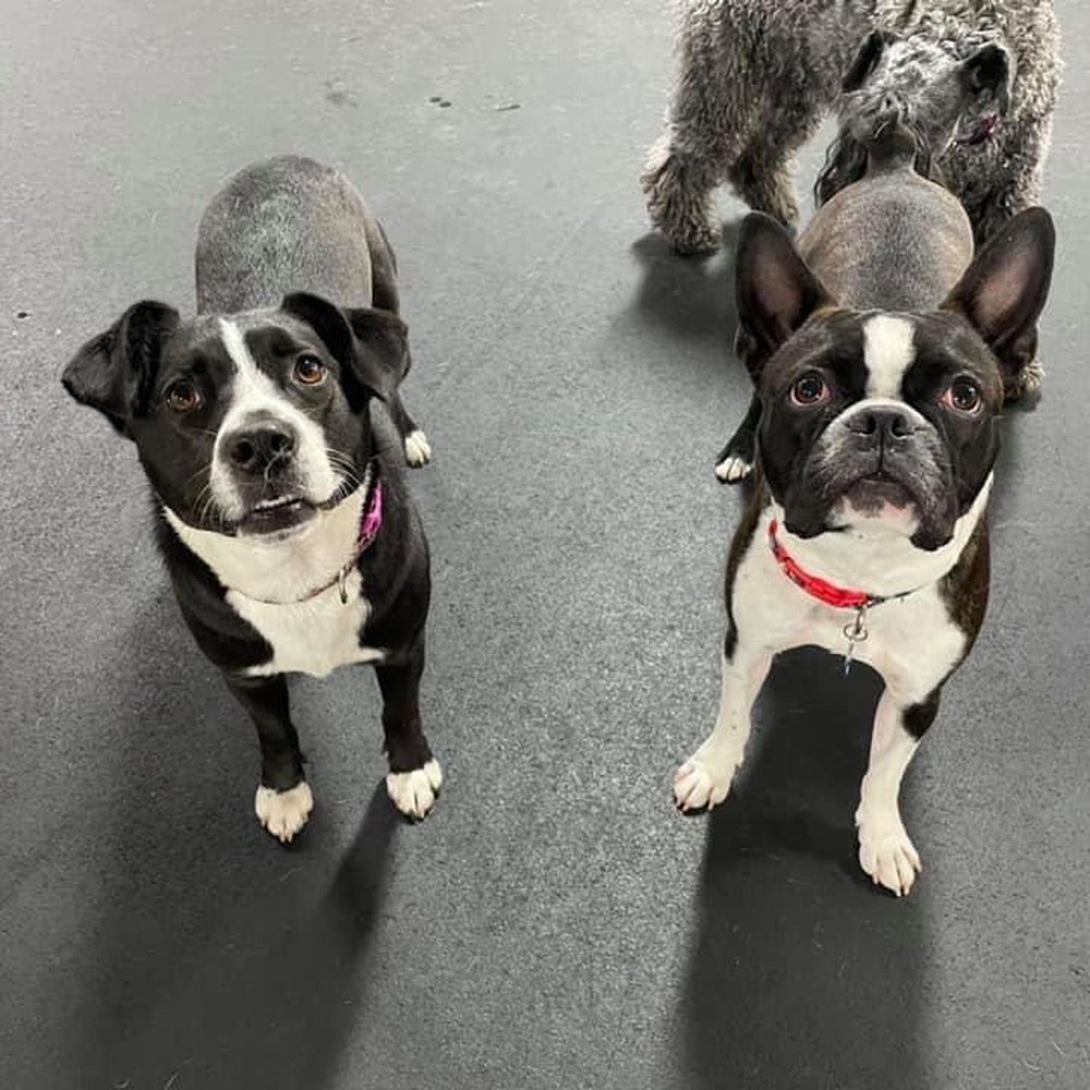 Pals for Pups - Pet Sitting Near Me - Roselle, Illinois Pals for Pups - Pet Sitting Near Me - Roselle, Illinois