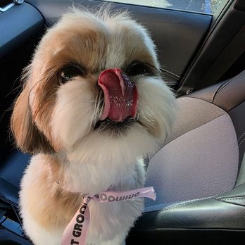 Ace's Pet Grooming - Pet Groomers Near Me - Claremont, California Ace's Pet Grooming - Pet Groomers Near Me - Claremont, California