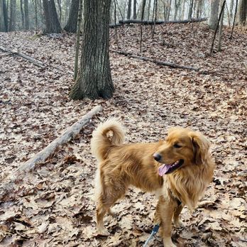 Baldpate Pond State Park - Dog on leash friendly - Hiking Near Me