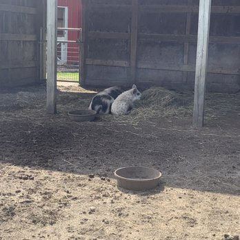 Lambs Farm- Farmyard - Sleepy piggies - Attraction Farms Near Me - Libertyville, Illinois