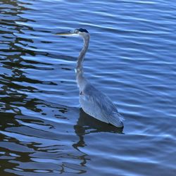 Choccolocco Park - Great Blue Heron in the lake
