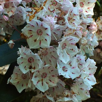 Baylor Park Nature Trail - Mountain Laurel (white) - Hiking Near Me - Kilmarnock, Virginia Baylor Park Nature Trail - Mountain Laurel (white) - Hiking Near Me - Kilmarnock, Virginia