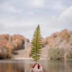 Veda Balance