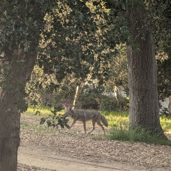 Descanso Gardens - Coyote - Botanical Gardens Near Me - La Canada Flintridge, California Descanso Gardens - Coyote - Botanical Gardens Near Me - La Canada Flintridge, California