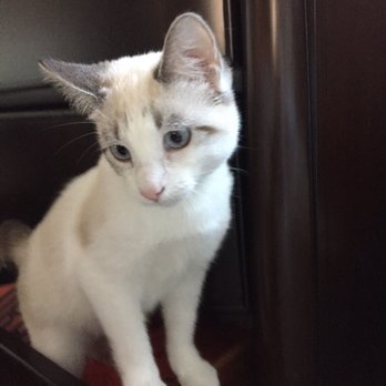 Pet Cottage - Pet Services Near Me - San Anselmo, California Pet Cottage - Pet Services Near Me - San Anselmo, California