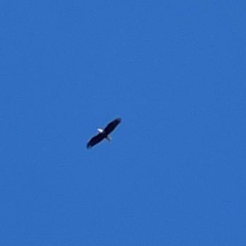 Geist Marina - A pair of Bsld Eagles on Geist! - Marinas Near Me - Indianapolis, Indiana