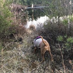 Colliers Mills Wildlife Management Area