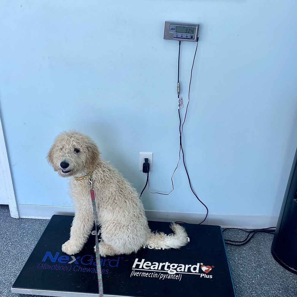 Freyja weighing in at 2.5 months old before seeing Dr. Ramer for her second round of puppy shots. Freyja weighing in at 2.5 months old before seeing Dr. Ramer for her second round of puppy shots.