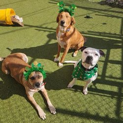 Paws On Pearl - Three pup best friends celebrating st pawtrick's day together at doggy daycare
