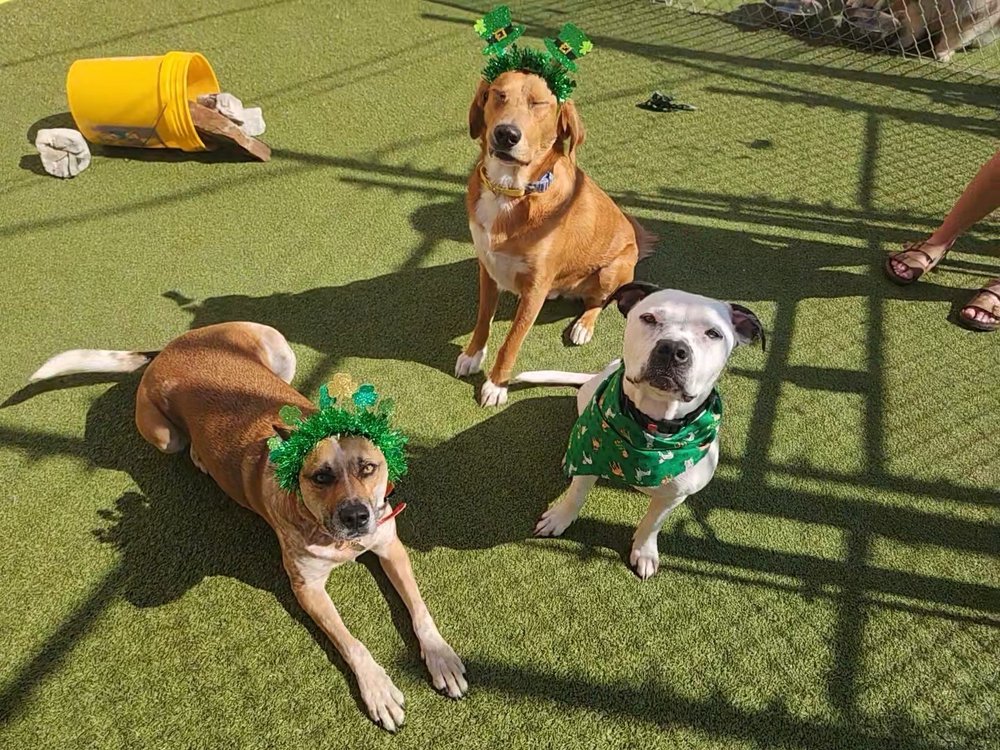 Paws On Pearl - pet boarding facility in Tulsa, OK