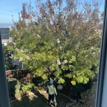 Skylake Tree Service - Ash tree crown reduction - see the worker tied off, up in the tree... - Tree Services Near Me - Gilroy, California Skylake Tree Service - Ash tree crown reduction - see the worker tied off, up in the tree... - Tree Services Near Me - Gilroy, California