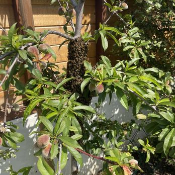 The Bee Removers - The bees in our peach tree - Pest Control Near Me - Santa Monica, California The Bee Removers - The bees in our peach tree - Pest Control Near Me - Santa Monica, California