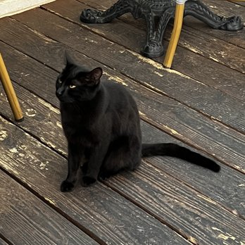 Gemelle - Wednesday the restaurant cat! - Italian Near Me - Fort Worth, Texas Gemelle - Wednesday the restaurant cat! - Italian Near Me - Fort Worth, Texas
