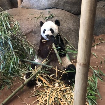 Memphis Zoo - Panda - Zoos Near Me - Memphis, Tennessee