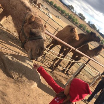 Oasis Camel Dairy - Attraction Farms Near Me - Ramona, California Oasis Camel Dairy - Attraction Farms Near Me - Ramona, California