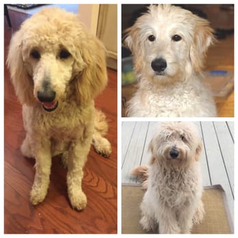 PetSmart - The left is what i got!!! My pup's on the bottom right. I wanted the kind in the top right!! What a nightmare. - Pet Stores Near Me - Smyrna, Tennessee