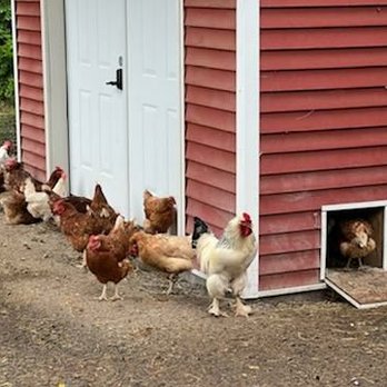 A Tiny House Resort - Chicken coop - Resorts Near Me - South Cairo, New York A Tiny House Resort - Chicken coop - Resorts Near Me - South Cairo, New York