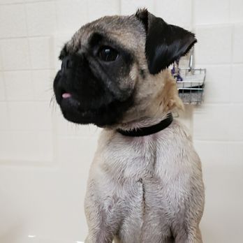 Pampered Pet - Loved that I was sent a little snap while he was bathing!! Treated him so sweet - Pet Groomers Near Me - Riverside, California Pampered Pet - Loved that I was sent a little snap while he was bathing!! Treated him so sweet - Pet Groomers Near Me - Riverside, California