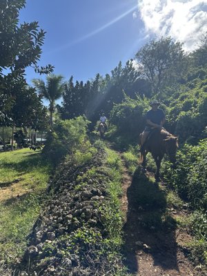 Tropical Trail Rides by null