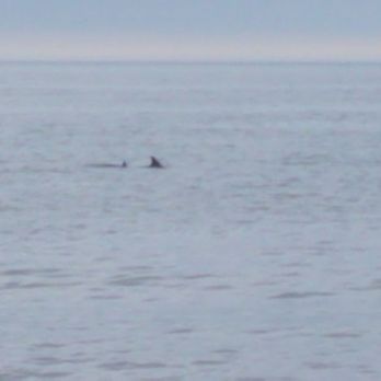 Cape Henlopen State Park - Never saw as many dolphins as we saw at Herring Point - Parks Near Me - Lewes, Delaware Cape Henlopen State Park - Never saw as many dolphins as we saw at Herring Point - Parks Near Me - Lewes, Delaware