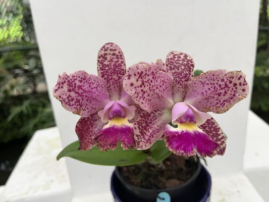 Jardim Botânico by null