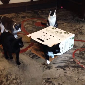 Seattle Meowtropolitan - Kittens love boxes! - Themed Cafes Near Me - Seattle, Washington Seattle Meowtropolitan - Kittens love boxes! - Themed Cafes Near Me - Seattle, Washington