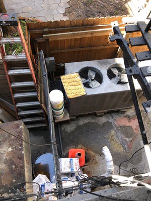 The Hairy Lemon by null