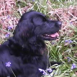Hyndland Bookshop - Meet MAX the bookshop dog.