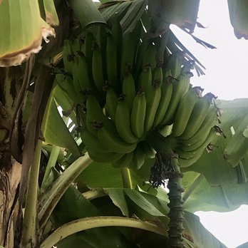 Todos Santos - Bananas  growing wild - Landmarks & Historical Buildings Near Me - Ensenada, BCN