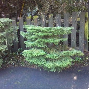 Suburban Landscape Maintenance - Shrub Pruning - Landscaping Near Me - Lebanon, Oregon Suburban Landscape Maintenance - Shrub Pruning - Landscaping Near Me - Lebanon, Oregon