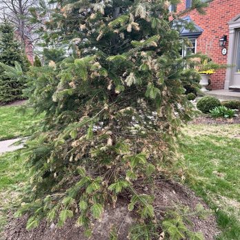 Gauld Nurseries - Sick tree - Nurseries & Gardening Near Me - Niagara Falls, Ontario Gauld Nurseries - Sick tree - Nurseries & Gardening Near Me - Niagara Falls, Ontario