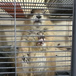 Hochatown Rescue center and petting zoo - I wanted to take her home with me lol