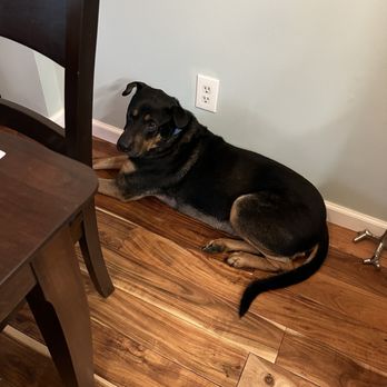 Alpha Zulu K9 - Pet Training Near Me Alpha Zulu K9 - Pet Training Near Me