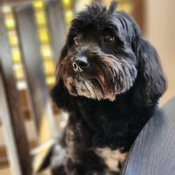 Rita's Grooming Spa