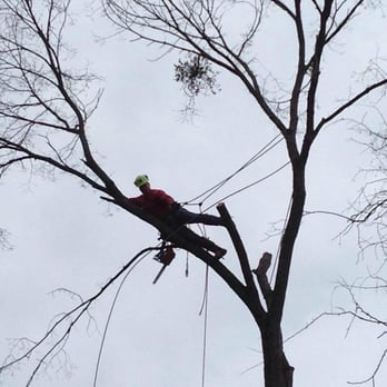 Higher Calling Tree Services - Tree Services Near Me