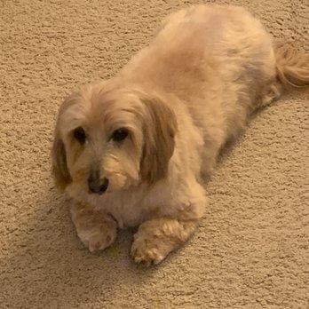 Shannon's Pretty Pawz Salon - DaisyMae - Pet Groomers Near Me - Central Point, Oregon
