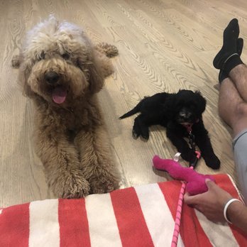 Friendly Acre Farm - Lola when she first met Ella our PWD puppy - Pet Stores Near Me - Winton, California