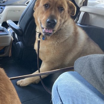 Elite Pet Ride - Pet Transportation Near Me Elite Pet Ride - Pet Transportation Near Me