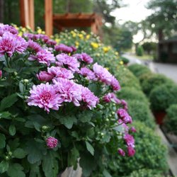 New Hope Greenhouses and Garden Center