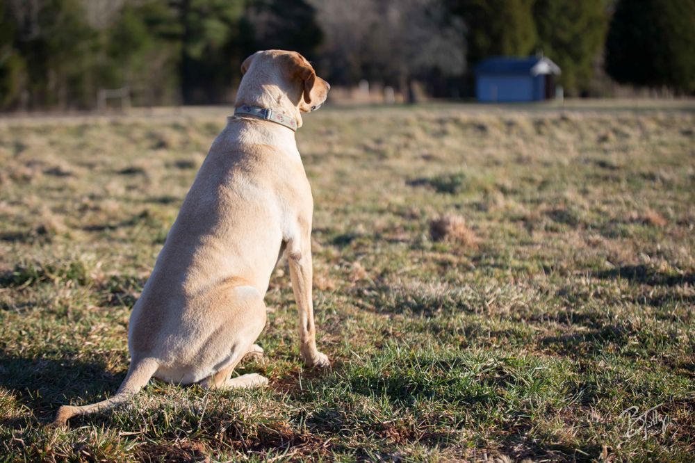 Benford Brewing Logo