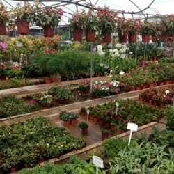 Vivero Aznaljarafe - Interior del vivero, zona de las plantas vivaces